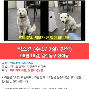 강아지 실종 믹스견 경기도 고양시 일산동구