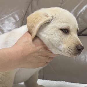 강아지 실종 골든리트리버 경상북도 경주시