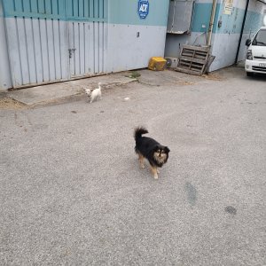 강아지를 찾습니다 강아지 전단지