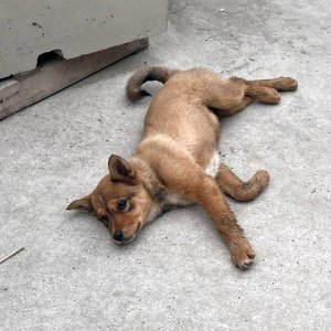 강아지를 찾습니다 강아지 전단지