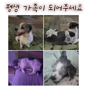 강아지 주인을 찾습니다 강아지 전단지