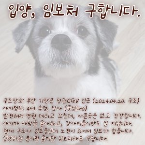 강아지 구조 믹스견 부산광역시 기장군
