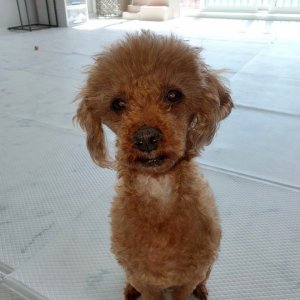 강아지를 찾습니다 푸들/토이푸들 전라남도 영광군