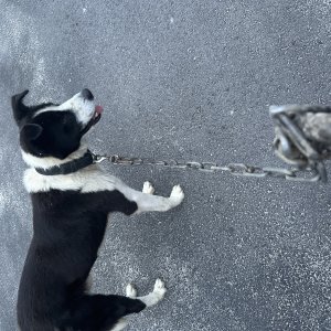 강아지 주인을 찾습니다 강아지 전단지