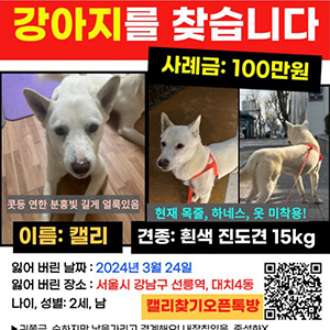 강아지 실종 진돗개 서울특별시 강남구