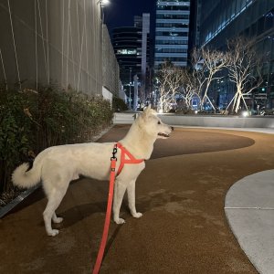 강아지를 찾습니다 진돗개 서울특별시 강남구