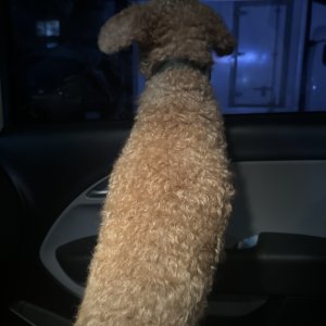 강아지 목격 푸들 제주특별자치도 제주시