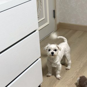 강아지를 찾습니다 강아지 전단지