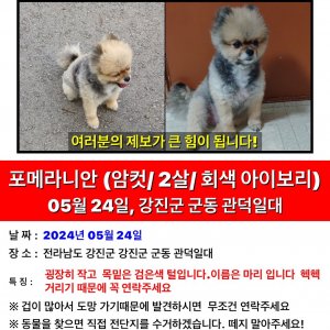 강아지를 찾습니다 강아지 전단지
