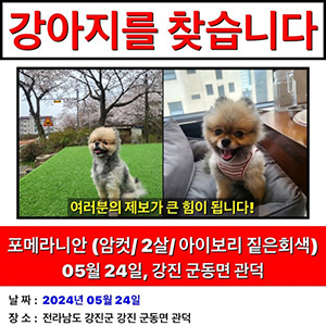 강아지 실종 포메라니언 전라남도 강진군