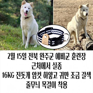 강아지 실종 믹스견 전라북도 완주군
