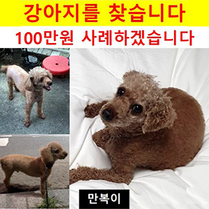 강아지 실종 푸들 경기도 포천시