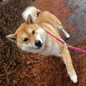강아지 실종 시바 경기도 김포시