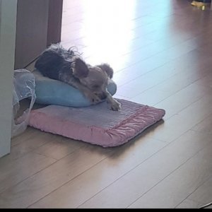 강아지 실종 요크셔테리어 부산광역시 기장군