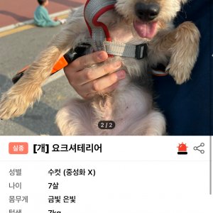 강아지 실종 요크셔테리어 충청남도 천안시 서북구