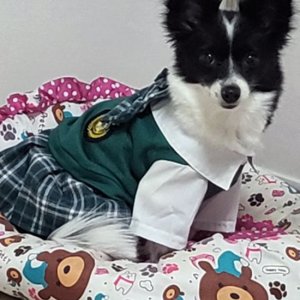 강아지 실종 보더콜리 경기도 안양시 동안구
