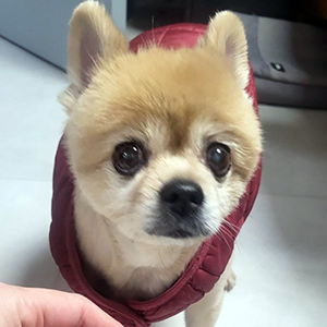 강아지 실종 포메라니언 충청남도 태안군