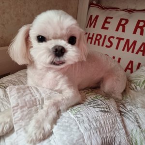 강아지 실종 말티즈 경기도 수원시 팔달구
