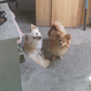 강아지를 찾습니다 강아지 전단지