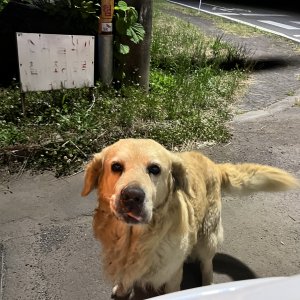 강아지 목격 골든리트리버 제주특별자치도 서귀포시