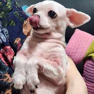 강아지 실종 말티즈 경상북도 칠곡군