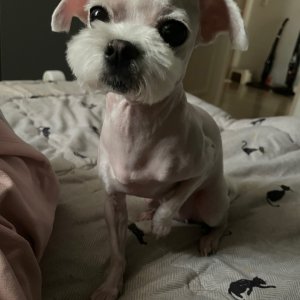 강아지 실종 말티즈 경기도 수원시 팔달구