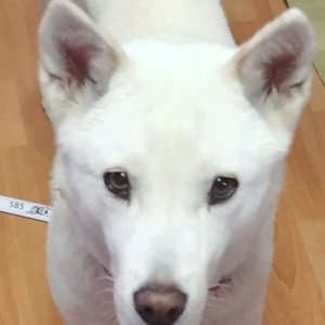 강아지 실종 믹스견 대구광역시 수성구