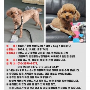 강아지 실종 푸들 인천광역시 서구