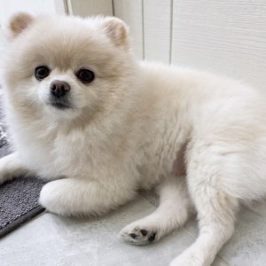강아지 실종 포메라니언 대전광역시 유성구