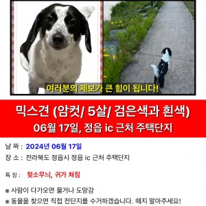 강아지 실종 믹스견 전라북도 정읍시