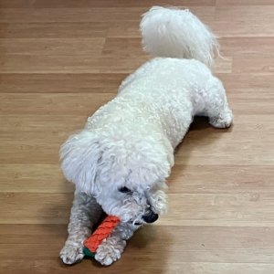 강아지 실종 푸들 경기도 광주시