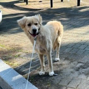 강아지 실종 골든리트리버 경기도 광주시