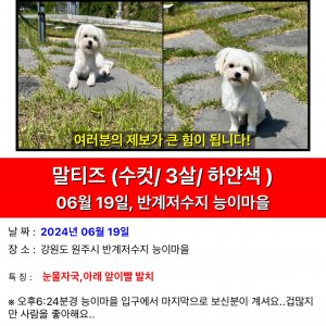 강아지 실종 말티즈 강원도 원주시
