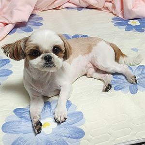 강아지 실종 시츄 경기도 수원시 팔달구