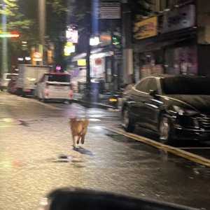 강아지 목격 진돗개 서울특별시 구로구