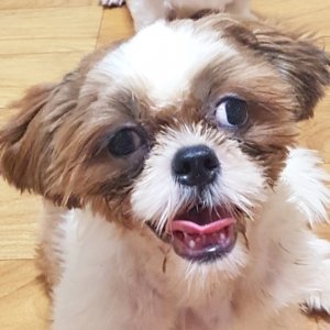 강아지 실종 시츄 충청남도 서천군