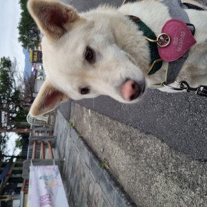 강아지 실종 기타견종 제주특별자치도 서귀포시