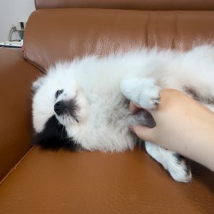 강아지 실종 포메라니언 충청남도 천안시 동남구
