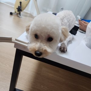 강아지 실종 푸들 대전광역시 서구
