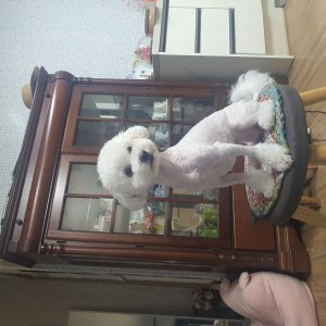 강아지 실종 비숑프리제 전라남도 순천시