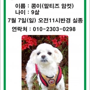 강아지 실종 말티즈 서울특별시 성북구
