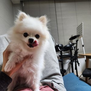 강아지 실종 포메라니언 서울특별시 송파구