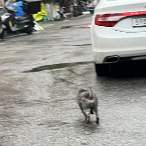 강아지 목격 푸들 경기도 안양시 만안구