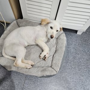 강아지 실종 믹스견 강원도 원주시