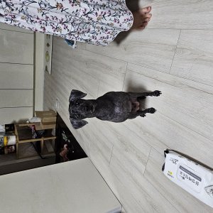강아지 구조 푸들 경기도 오산시
