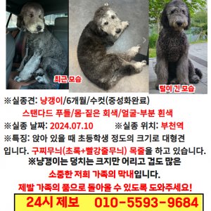 강아지 실종 푸들 경기도 부천시 원미구