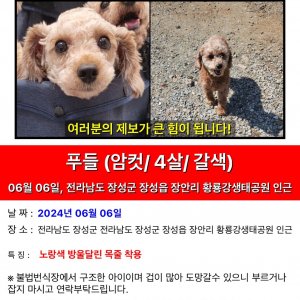 강아지 실종 푸들 전라남도 장성군