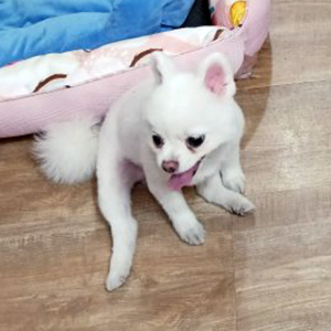 강아지 실종 포메라니언 경기도 고양시 일산동구
