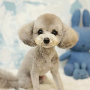 강아지 실종 푸들 강원도 강릉시
