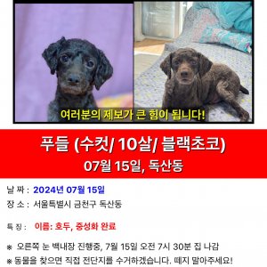 강아지 실종 푸들 서울특별시 금천구
